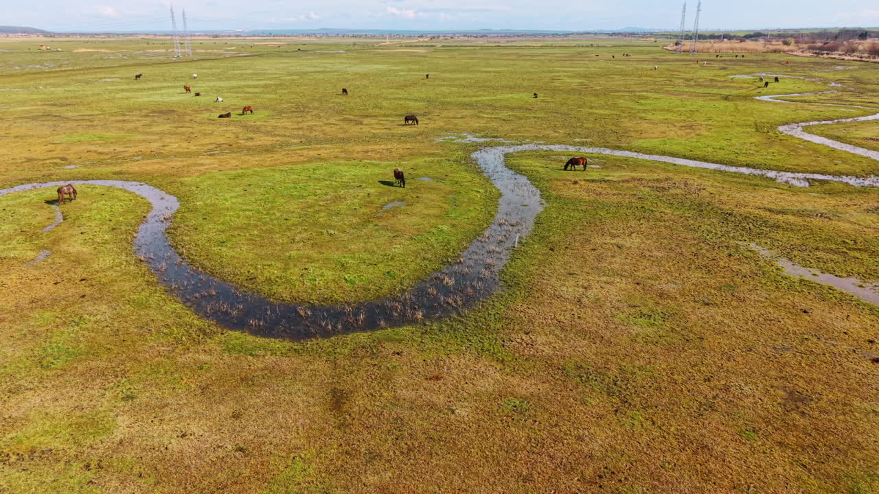 Vista aerea di cavalli che pascolano vicino a un ruscello serpeggiante nel pascolo. Prospettiva dall'alto di diversi cavalli vicino a un fiume stretto e tortuoso in un grande campo verde.