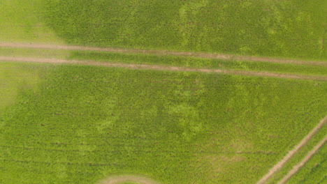 Toma-Aérea-De-Arriba-Hacia-Abajo-Sobre-Campos-De-Trigo-Verdes-Que-Soplan-En-El-Viento