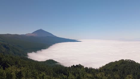 4k 60 fps- aerial shot of the largest mountain in spain el teide with a sea of clouds embracing this great volcano,where we can see a native canarian tree the canarian pine