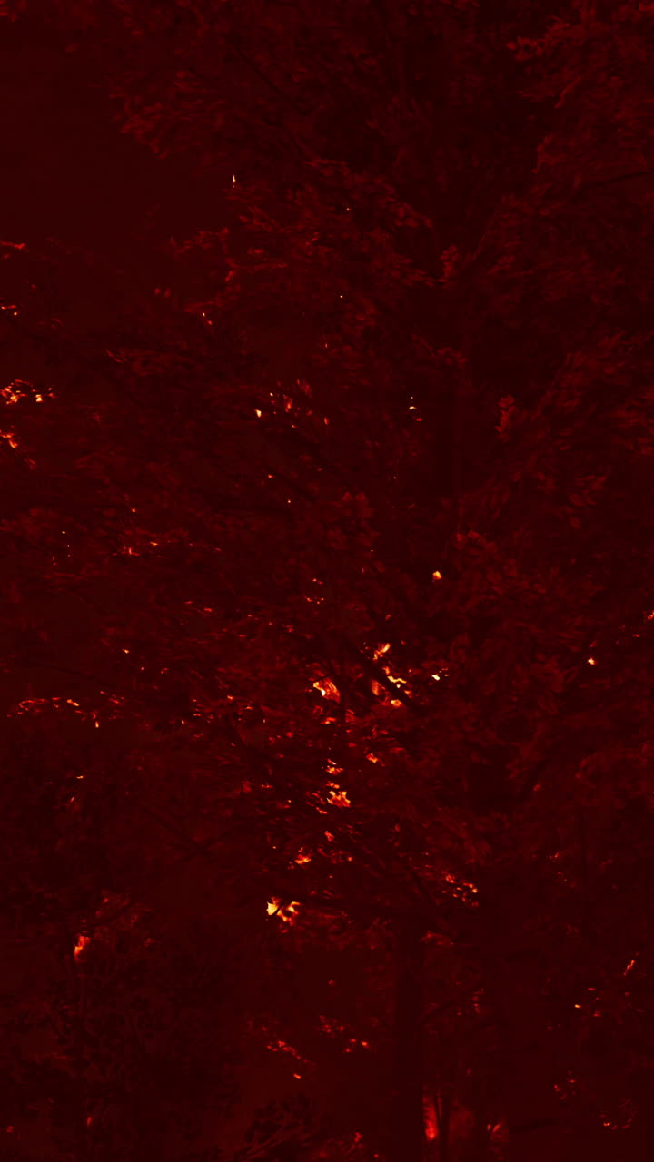 Silhouette di albero rosso di notte