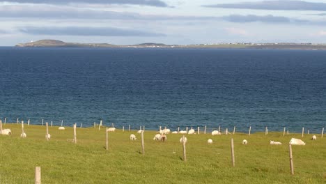 static shot of a herd of lambs and sheep grazing on a croft