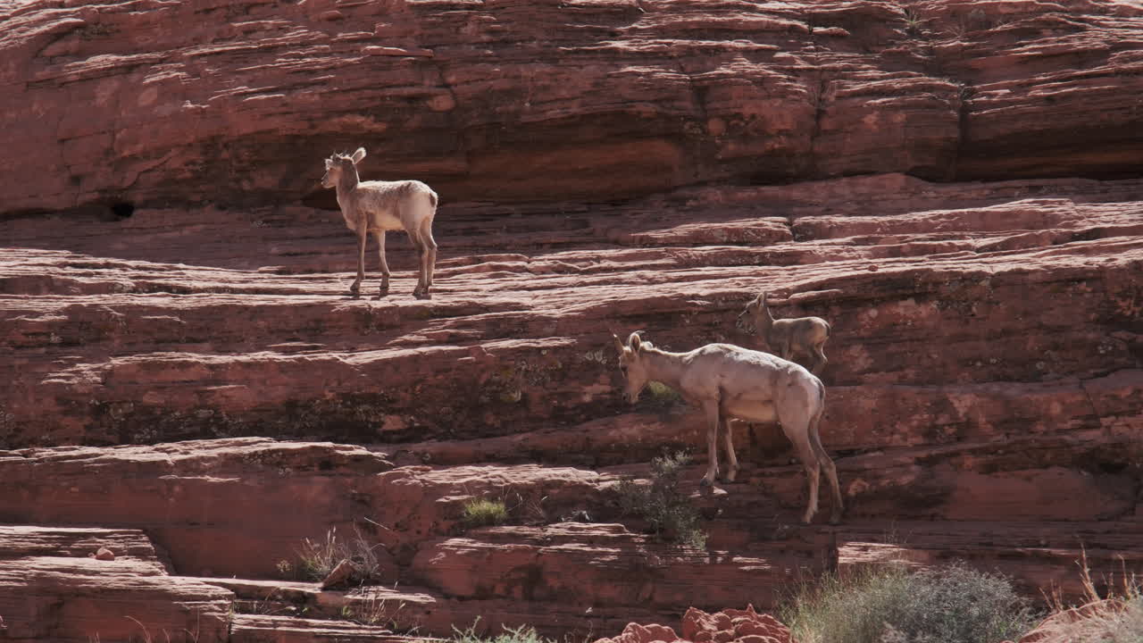 los corderos de las ovejas de gran cuerno, reflejando a su atenta madre, atraviesan un escarpado acantilado rojo