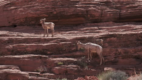 bighorn sheep lambs, mirroring their watchful mother, traverse a steep red cliff face