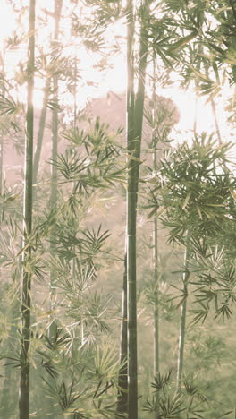 misty bamboo forest sunrise