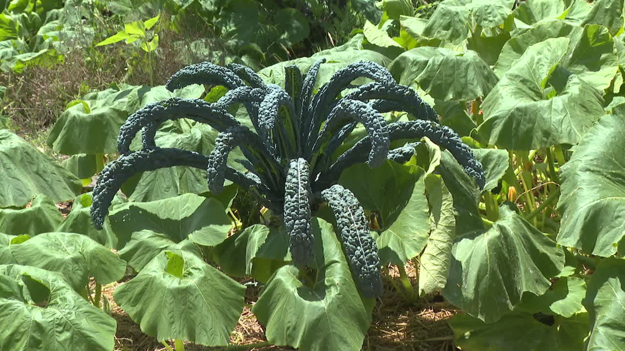 Black Kale Plant in a Garden