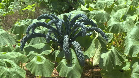 black kale plant in a garden