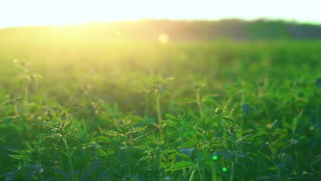 Plantación-De-Marihuana,-El-Sol-De-La-Mañana-Ilumina-Los-Campos-De-Hermosas-Plantas-Verdes-De-Cannabis