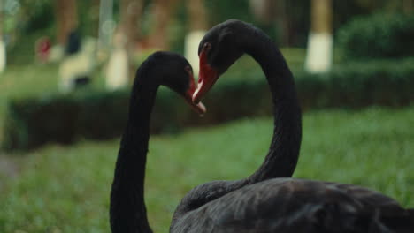 two black swans