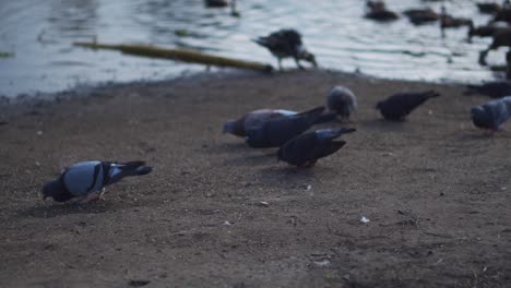 Palomas-Y-Patos-Comiendo-Cerca-Del-Lago