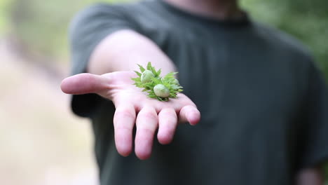 Haselnüsse-An-Einem-Baum-Wachsen-Im-Wald