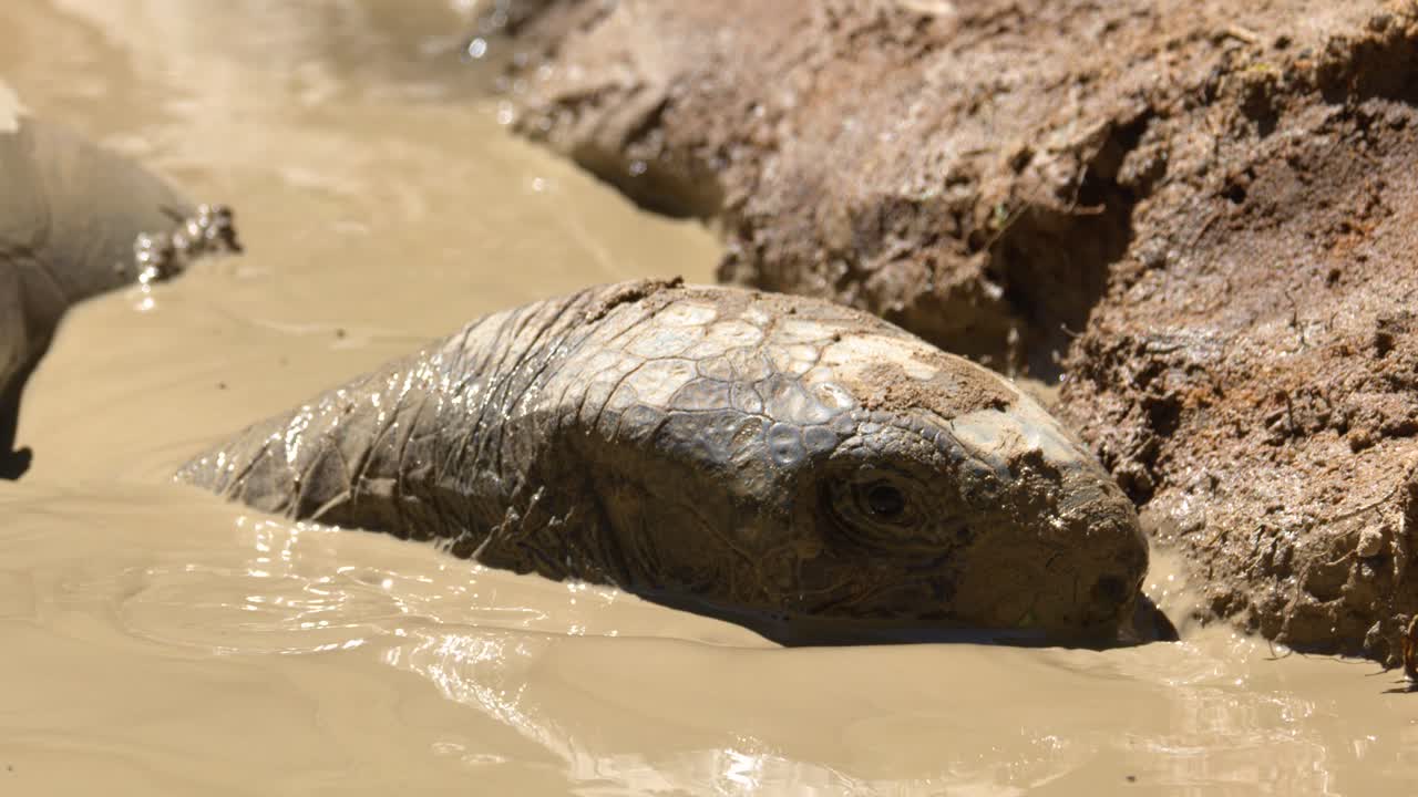 A close-up shot of an Aldabra giant tortoise submerged in brown mud under bright sunlight