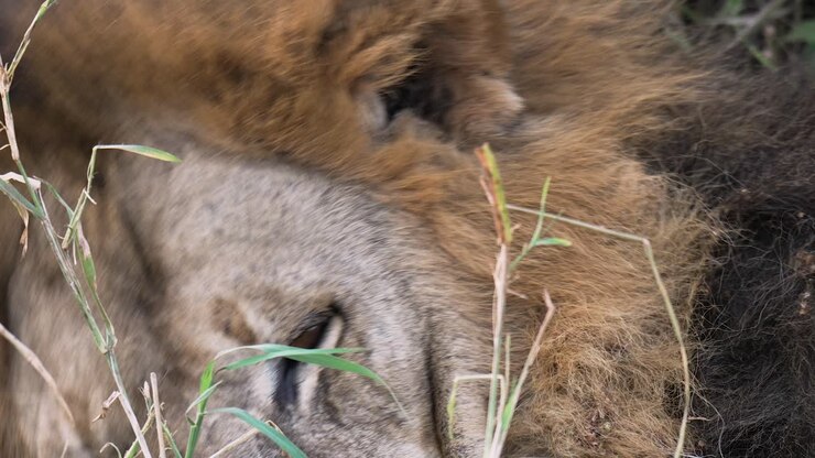 Close up shot of a male lion looking around while resting in high grass