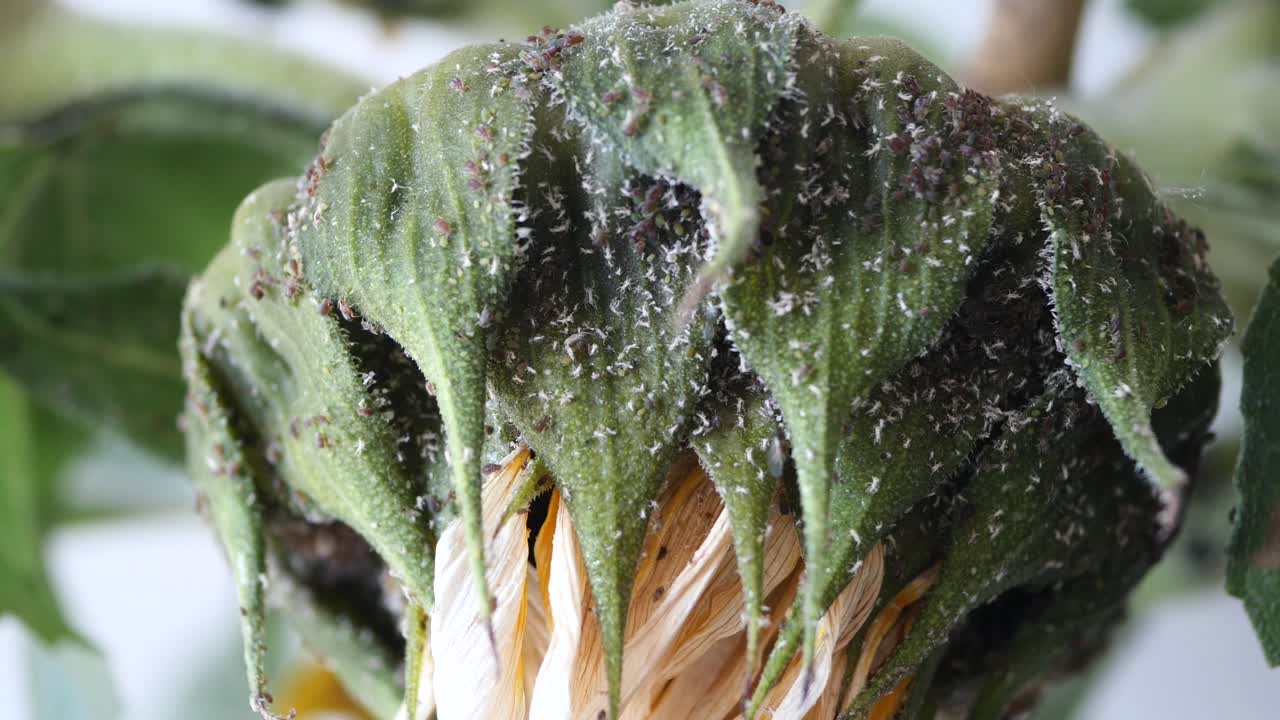 Infected Sunflower Bud with Aphids