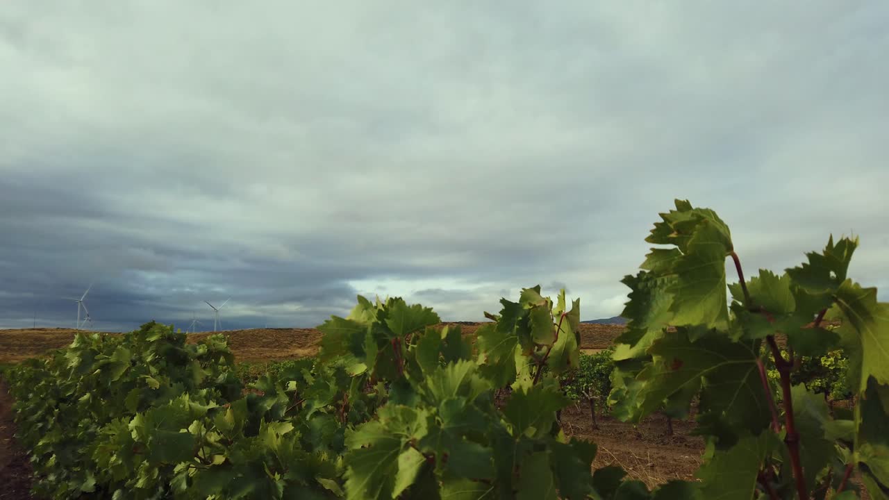 Tops of grapevines blowing in the wind with very stormy sky behind