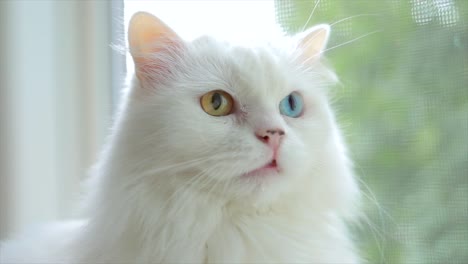 Gato-Doméstico-Con-Heterocromía-Completa.-Un-Gato-Blanco-Con-Ojos-De-Diferentes-Colores-Está-Sentado-Junto-A-La-Ventana.