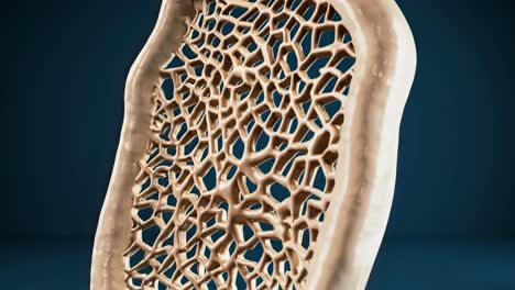 estructura ósea trabecular