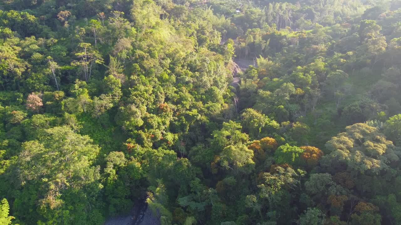 increíble bosque al amanecer en rio negro - laguna de fuquene - risaralda, colombia