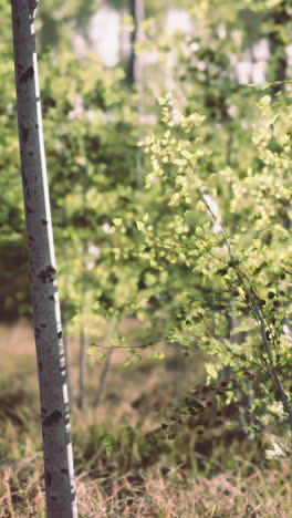 tranquil forest scene with tall birch trees and sunlight filtering through the leaves