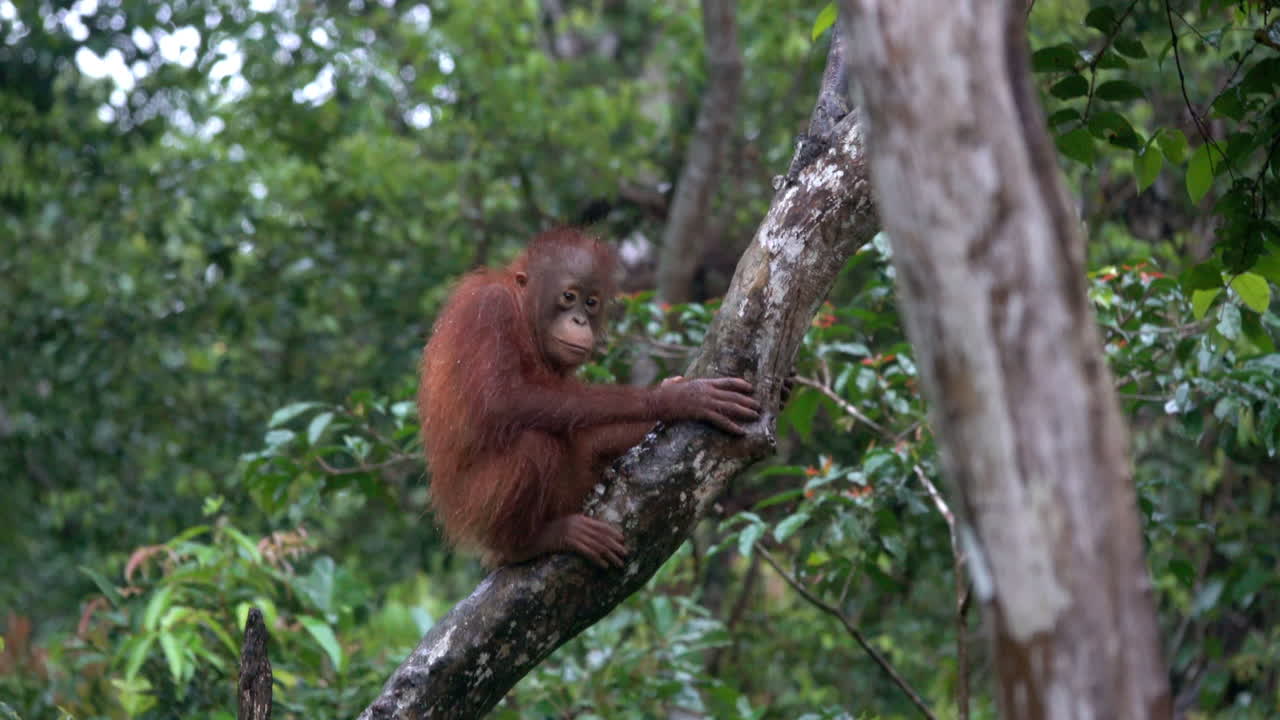 Giovane orangutan selvatico siede su un tronco d'albero nel Borneo