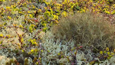 Arctic-Tundra-lichen-moss-close-up.-Found-primarily-in-areas-of-Arctic-Tundra,-alpine-tundra,-it-is-extremely-cold-hardy.-Cladonia-rangiferina,-also-known-as-reindeer-cup-lichen.