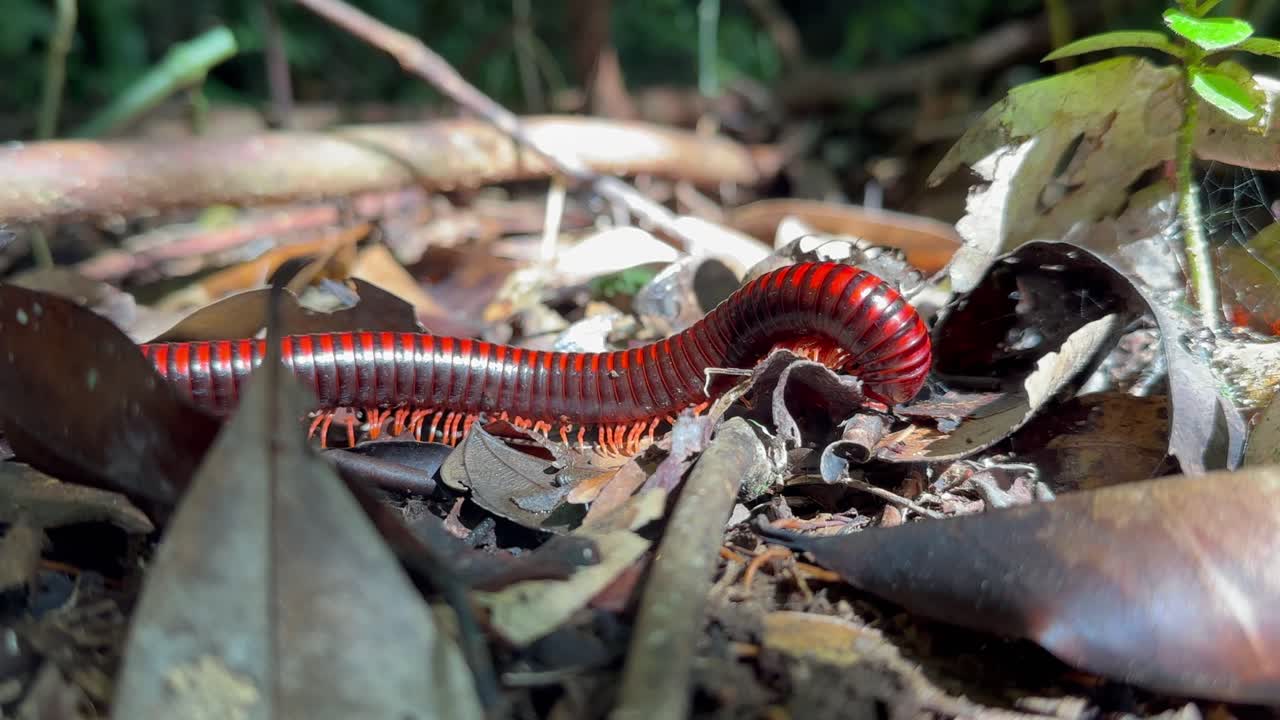 Milípede-de-fogo-de-Madagáscar (Aphistogoniulus hova) no chão do Parque Nacional de Masoala, Madagáscar.