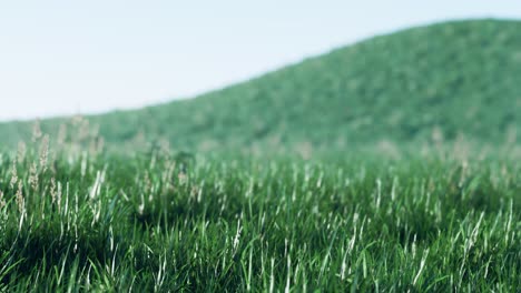 fondo de primavera suavemente desenfocado con una hierba verde exuberante