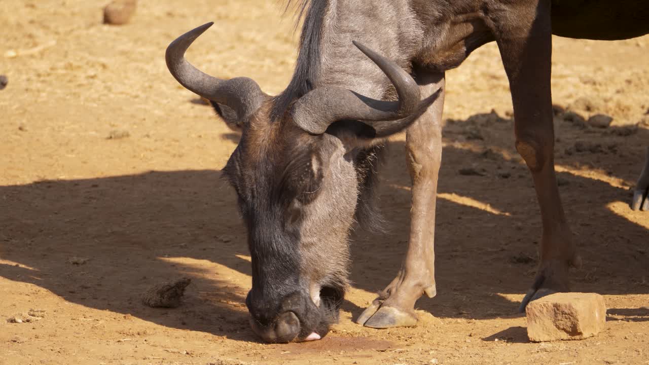 Detailed close up of head of blue wildebeest licking arid sandy ground