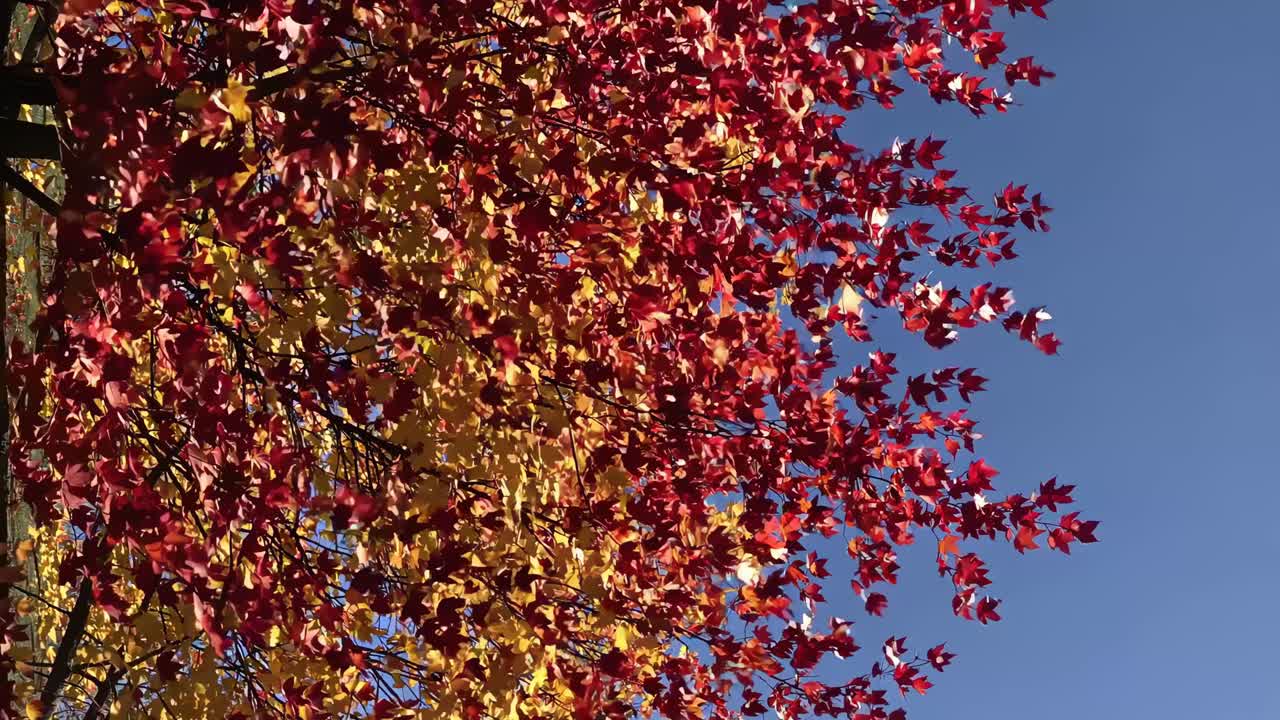 Low-angle video capturing vibrant red and yellow autumn leaves against a clear blue sky