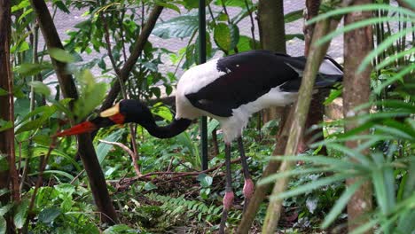 Large-wading-bird,-saddle-billed-stork-display-exploratory-behaviour-by-rooting-out-the-plant,-trying-to-flush-out-the-preys-in-a-wildlife-enclosure,-close-up-shot