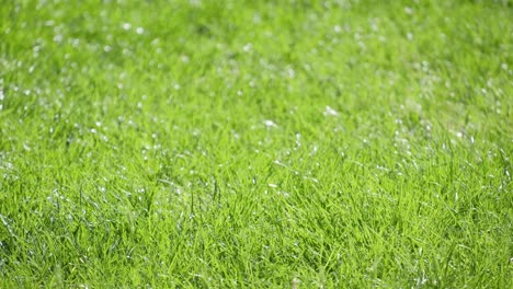 beautiful green grass illuminated by sunlight gras 4k 2025 08 05 01 06 15 utc.mov | beautiful, blossom, blur, bright