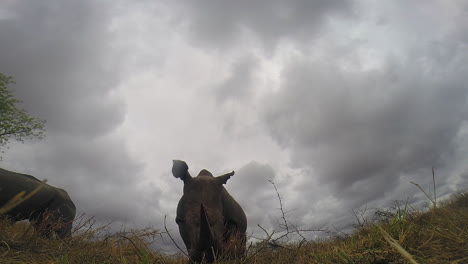 white rhino grazing