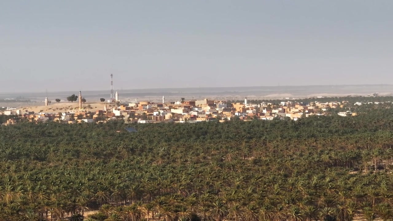 Ampia veduta aerea con drone di una densa coltivazione di palme da dattero che si estende verso l'orizzonte del deserto arido in Tunisia. Concetti di agricoltura, coltivazione e cibo biologico.