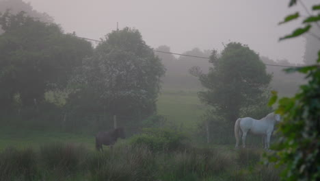 horses graze in early morning mist