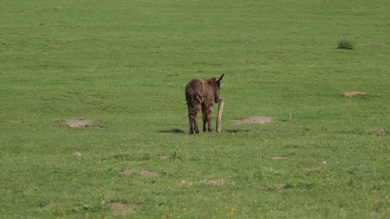 잔디 위에 서 있는 갈색 당나귀