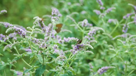 Las-Abejas-Melíferas-Y-Varias-Mariposas-Se-Alimentan-De-Flores-Lilas-En-Un-Prado-Salvaje-En-Europa-Del-Este