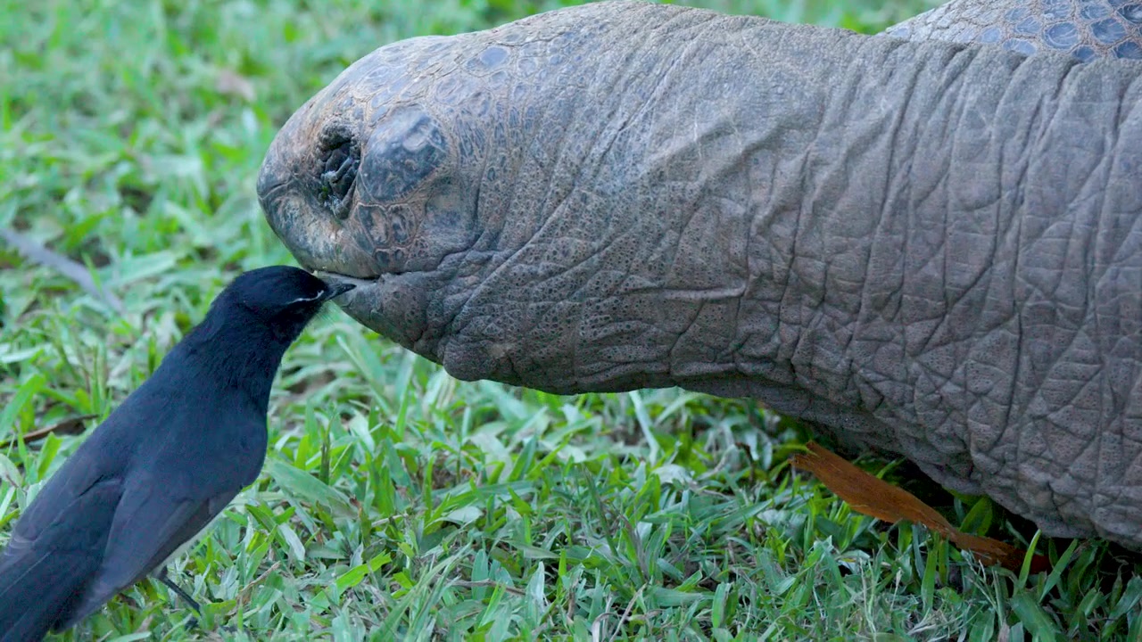 Primo piano di un uccello Willie Wagtail che tocca il naso di una tartaruga gigante di Aldabra.