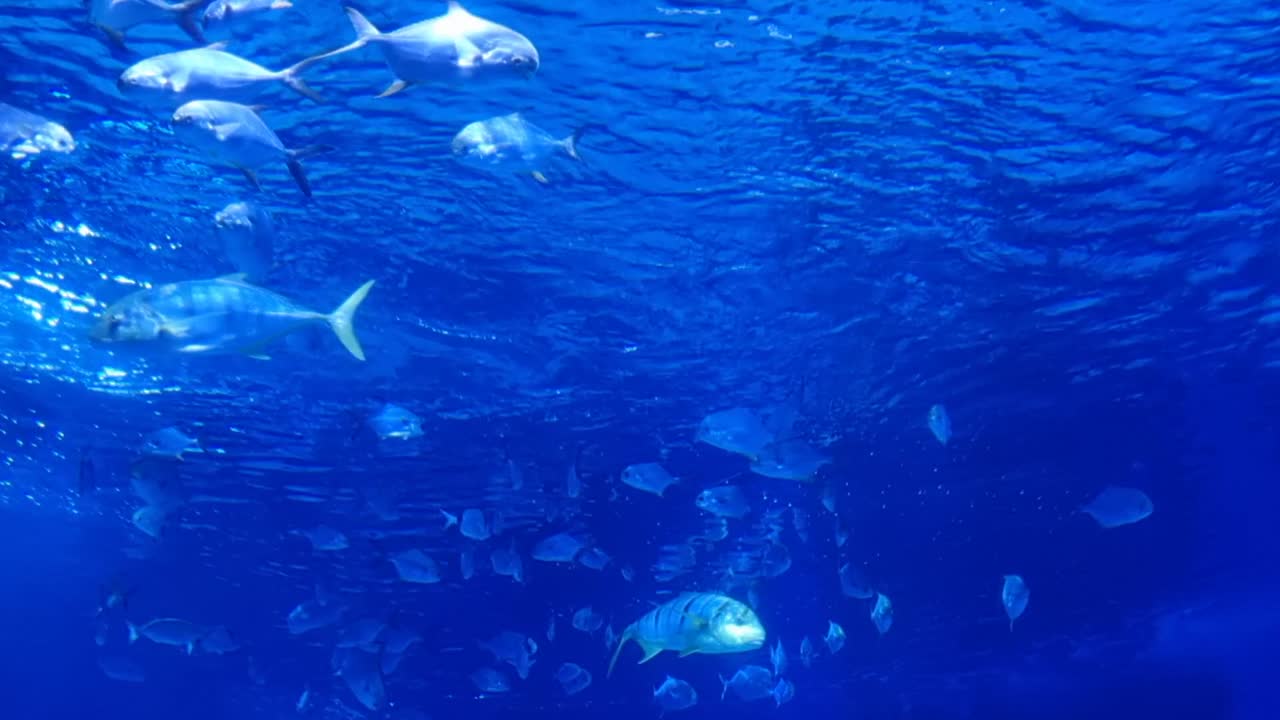 School of silver fish swimming in formation in clear blue ocean water, viewed from an underwater perspective