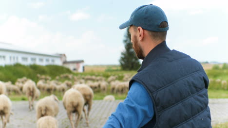 caucasian shepherd looking after sheeps outdoor while talking on mobile phone