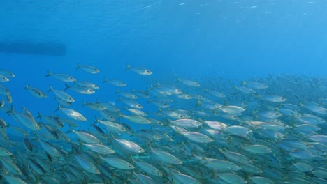 bola de cebo en el arrecife de coral en el mar del caribe alrededor de curacao