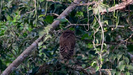 Die-Buffy-Fish-Owl-Ist-Eine-Große-Eule-Und-Doch-Die-Kleinste-Unter-Den-Vier-Fischeulen