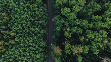 aerial view of a car driving on a road through a lush green forest