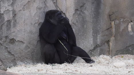 female gorilla sitting and eating hay while leaning back on wall in the zoo