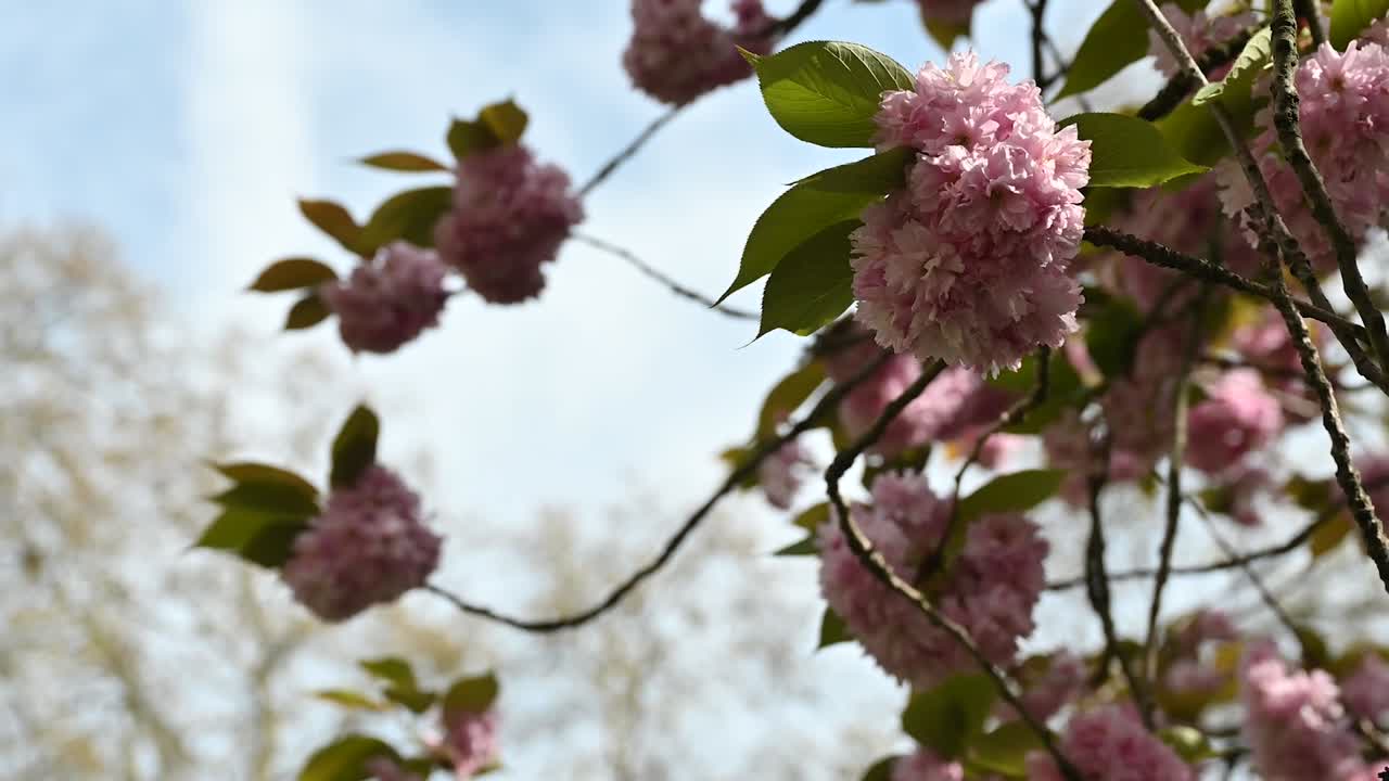 prunus 'kanzan' múltiple, flores de cerezo, londres, reino unido