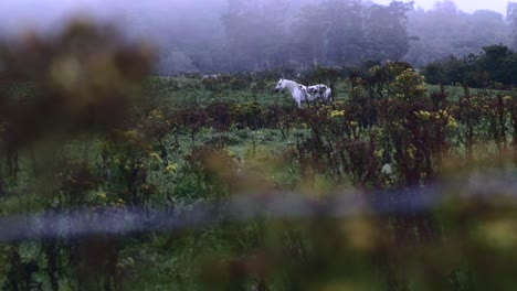 Magnífico-Caballo-Blanco-Solo-En-Las-Exuberantes-Praderas-De-Irlanda-Del-Norte-En-Una-Mañana-Nublada---Tiro-Amplio