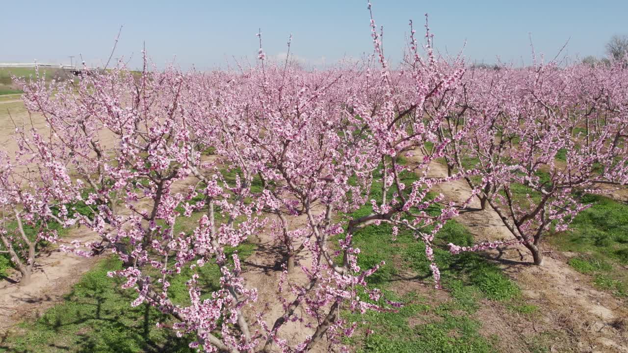 vista aérea sobre la flor rosada simétrica, el melocotón, la granja agrícola, los árboles rosados y púrpuras en flor en el día de primavera