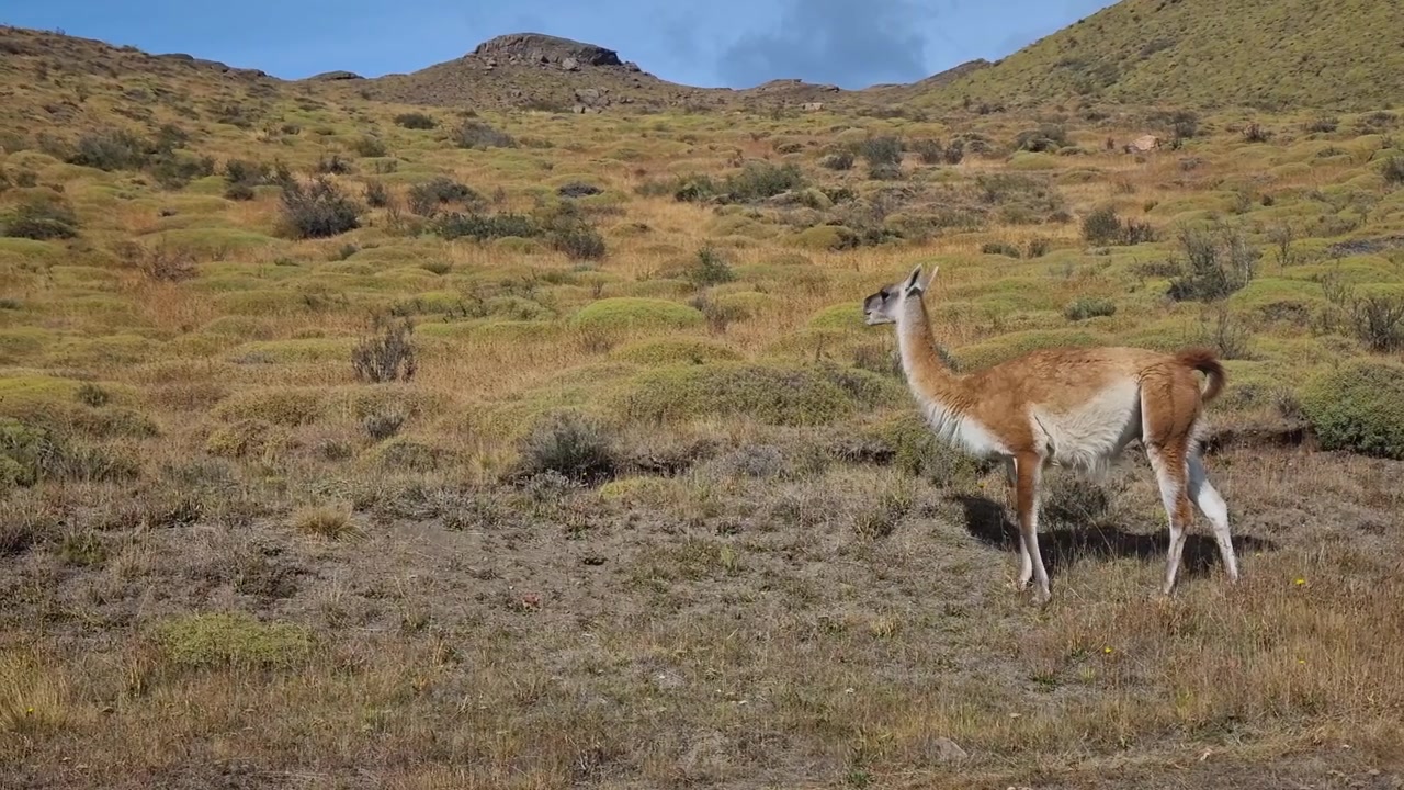 Guanaco salvaje deambulando por las escarpadas praderas del Parque Nacional Torres del Paine, Chile, rodeado de un espectacular paisaje patagónico y naturaleza virgen