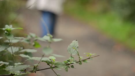 mujer caminando camino en el campo rural