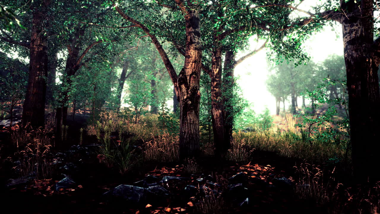 숲 속의 안개가 가득한 아침