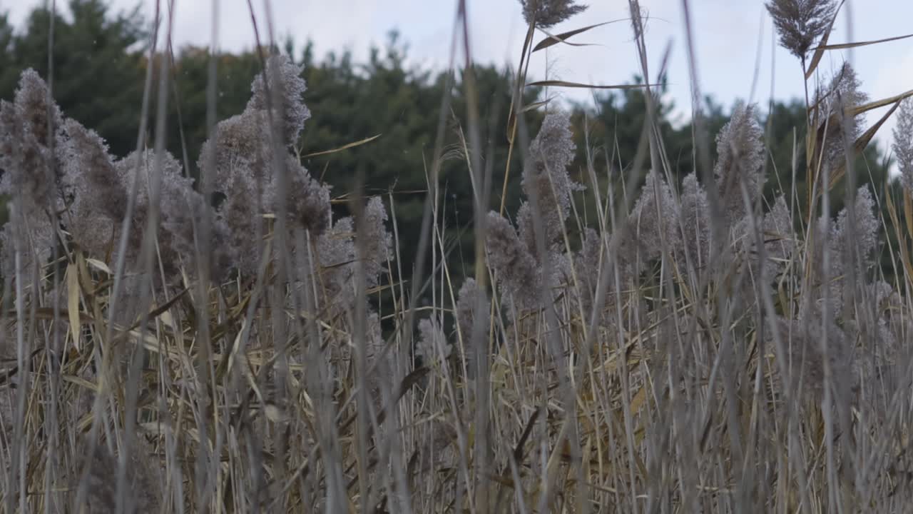 Schilfrohr in Zeitlupe wiegt sich sanft im Wind in Beverbrook, USA, und schafft eine ruhige, natürliche Atmosphäre mit sanften Bewegungen, gedämpften Tönen und einer friedlichen Sumpflandschaft, ideal für Entspannungsthemen.