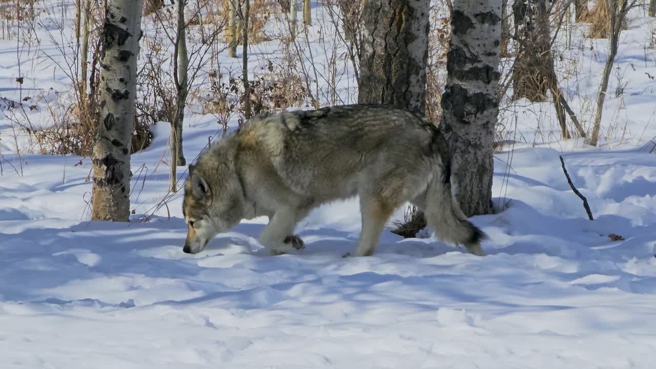 Gray wolf steps through deep snow in a winter woodland setting, capturing a calm wildlife moment with thick fur, lowered head, and careful movement across a cold natural habitat